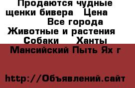 Продаются чудные щенки бивера › Цена ­ 25 000 - Все города Животные и растения » Собаки   . Ханты-Мансийский,Пыть-Ях г.